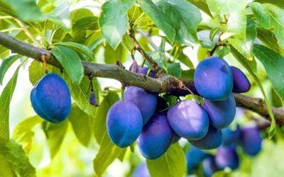 Les bienfaits du Pygeum Africanum ou prunier d’Afrique