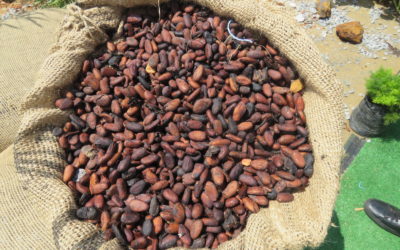 Valorisation des déchets de cacao au Togo